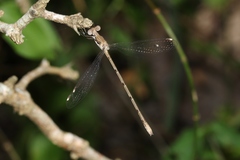 Lestes sigma