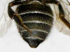 Megachile rotundata