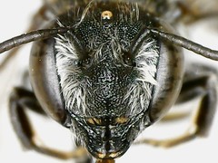 Megachile rotundata