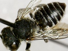 Megachile rotundata