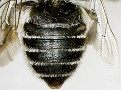 Megachile rotundata