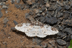Amraica recursaria