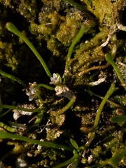 Limosella acaulis