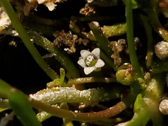 Limosella acaulis
