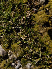 Limosella acaulis