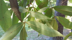 Carya pallida
