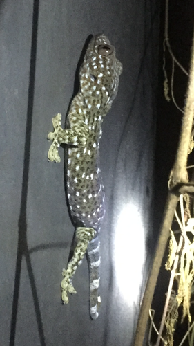 Reeves' Tokay Gecko