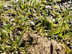 Limosella acaulis