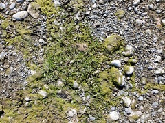 Limosella acaulis