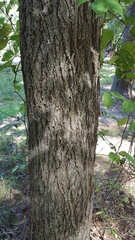Carya pallida