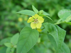 Lysimachia ciliata