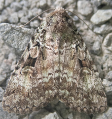 Anaplectoides