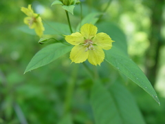 Lysimachia ciliata