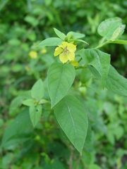 Lysimachia ciliata
