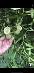 Nepenthes ventricosa
