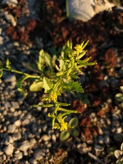 Rorippa curvisiliqua occidentalis