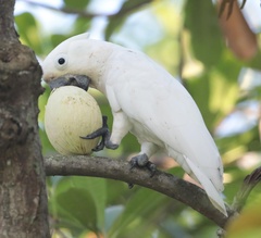Cacatua