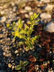 Rorippa curvisiliqua occidentalis