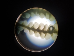 Cheilolejeunea clypeata