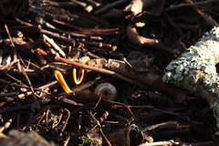 Macrotyphula contorta