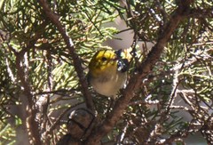 Setophaga townsendi × occidentalis