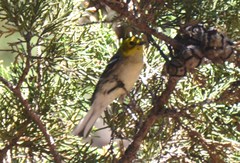 Setophaga townsendi × occidentalis