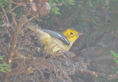 Setophaga townsendi × occidentalis