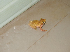 Polypedates maculatus