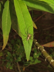 Oxyopes sertatus