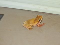 Polypedates maculatus