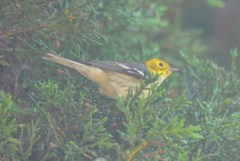 Setophaga townsendi × occidentalis
