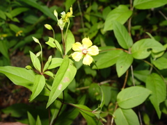 Lysimachia ciliata