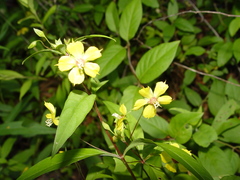 Lysimachia ciliata