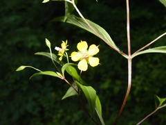 Lysimachia ciliata