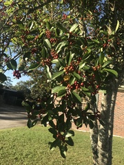 Ilex × attenuata