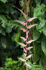 Heliconia chartacea