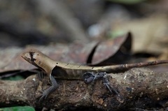 Stenocercus fimbriatus