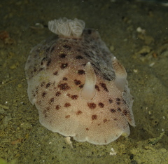 Alloiodoris lanuginata