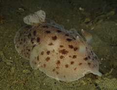 Alloiodoris lanuginata