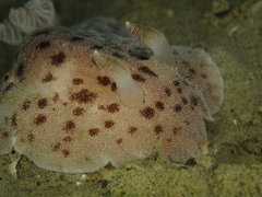 Alloiodoris lanuginata