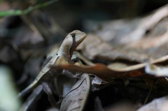 Stenocercus fimbriatus