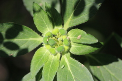 Euphorbia cuphosperma