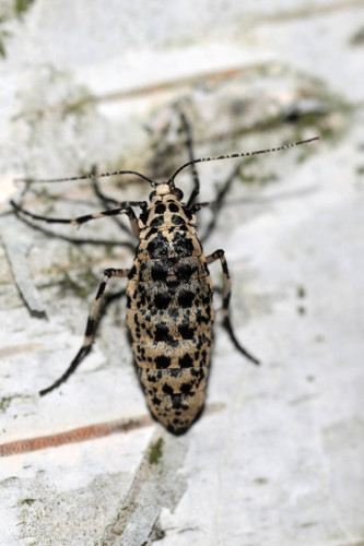 Didysis žiemsprindis nuotrauka