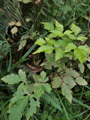 Rubus spectabilis spectabilis