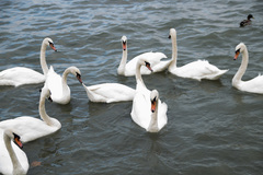 Cygnus olor