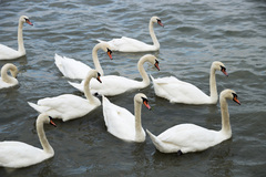 Cygnus olor