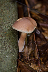 Tylopilus indecisus