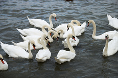 Cygnus olor