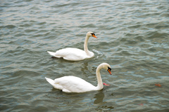 Cygnus olor