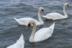 Cygnus olor